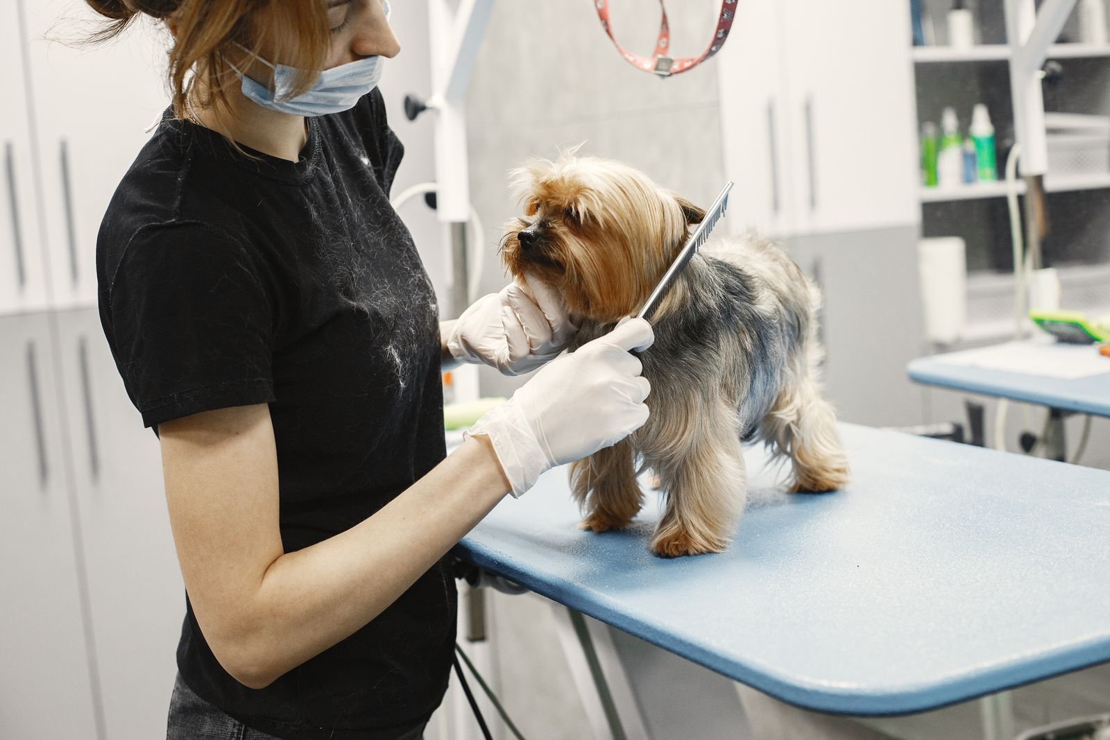 Groomer brushing a small dog