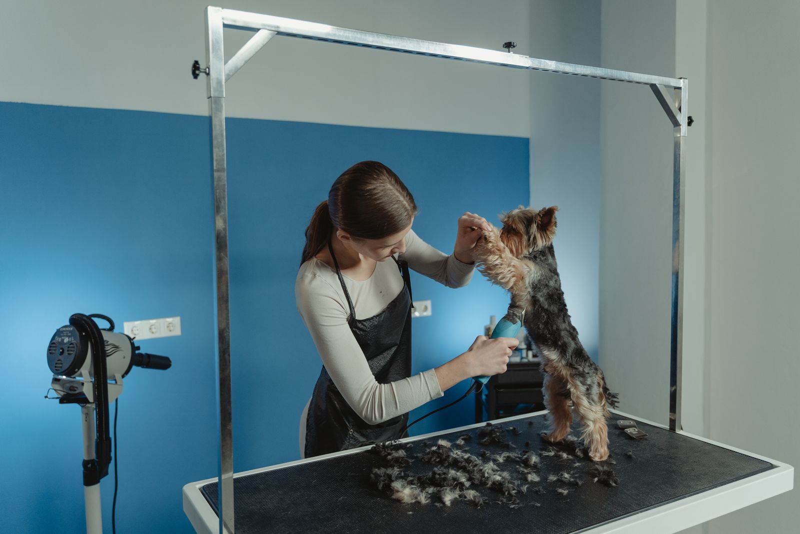 Groomer trimming a small dog on a grooming table