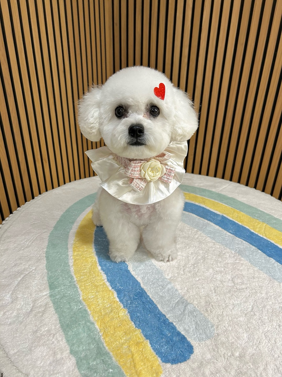Freshly groomed white dog with a heart clip and ruffle collar