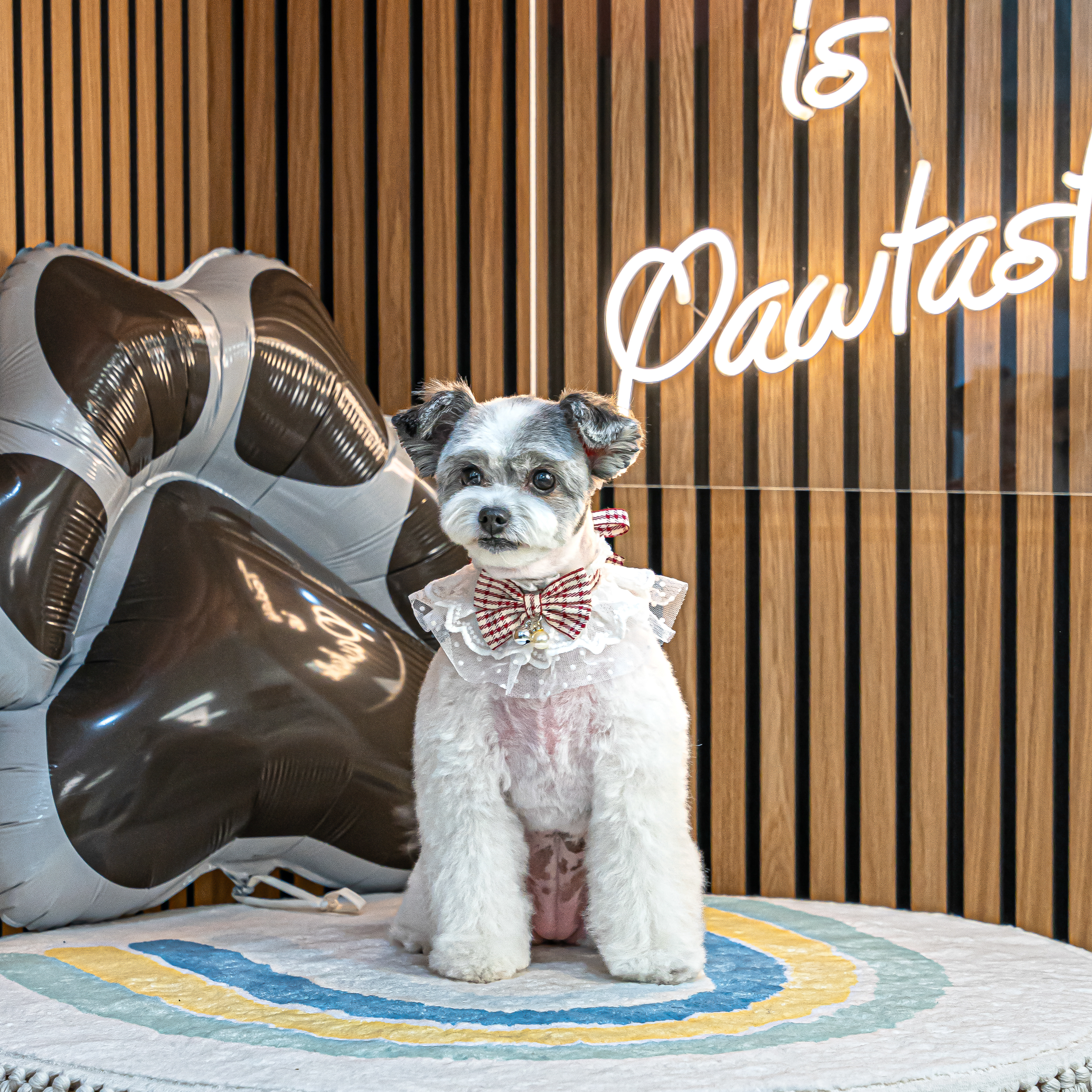 Freshly groomed dog with a bow tie in front of the Pawtastic neon sign