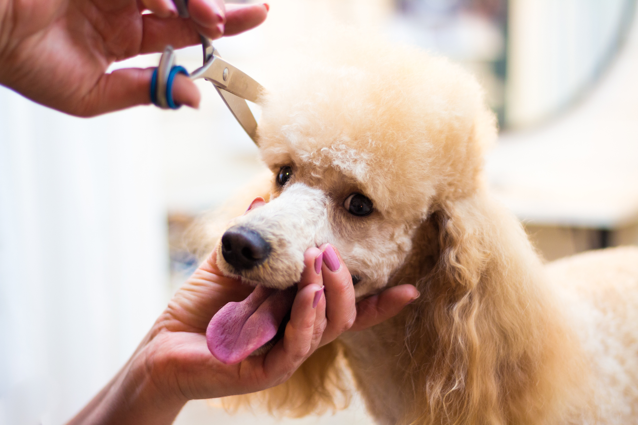 Poodle getting a hand scissor trim
